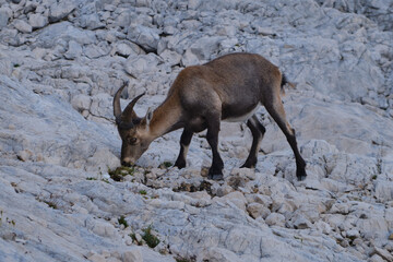 Male alpine ibex (Capra ibex) eats grass between rocks in Triglav National park, Julian Alps, Slovenia. Wild animal in search for food.