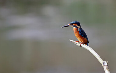 Kingfisher perched on a branch, Attenborough Nature Reserve, Nottinghamshire England
