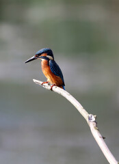 Kingfisher looking for fish, Attenborough Nature Reserve, Nottinghamshire England
