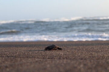 Baby turtle heading to the sea
