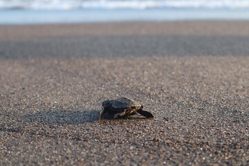 Baby turtle heading to the sea