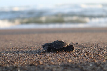 Baby turtle heading to the sea