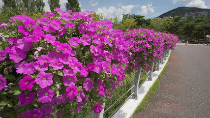 Obraz premium morning glory on the railing
