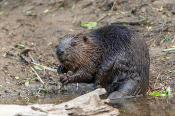 Eurasian beaver (Castor fiber) on the banks of the River Tay, Scotland - obrazy, fototapety, plakaty