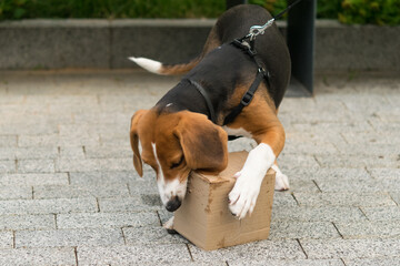 puppy playing with a cardboard box on a stone road in the park