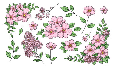 花の装飾イラスト, フレームと飾り, 植物の手描き挿絵, 線画, ピンクの花.