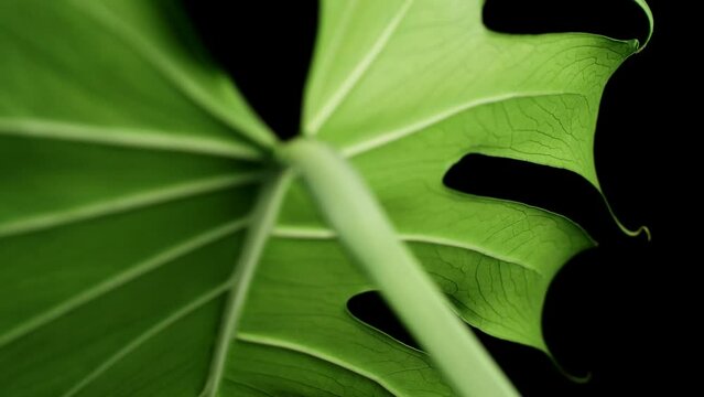 Green Montera Deliciosa Leaf Isolated Against Black Background. Swiss Cheese Plant. close up
