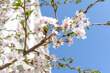 cherry tree blossom