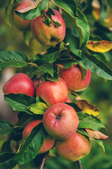 Harvest of red apples on a tree in the garden. Selective focus.