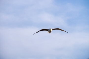 A lonely seagull flies over the blue sky. Seagull hunting fish over the sea.