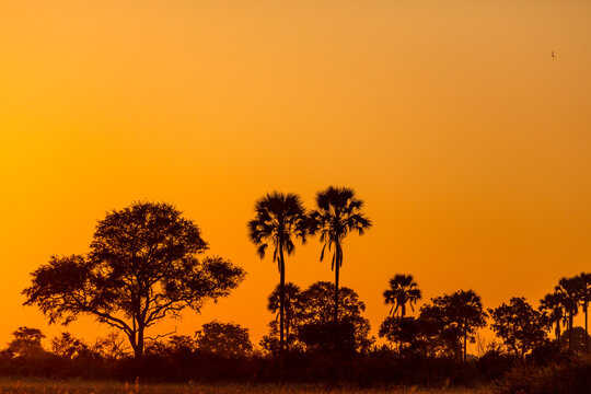 Vegetable Ivory, ilala or real fan palm (Hyphaene petersiana) at sunset. Okavango Delta. Botswana