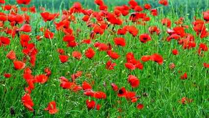 Fototapeta premium Mohn