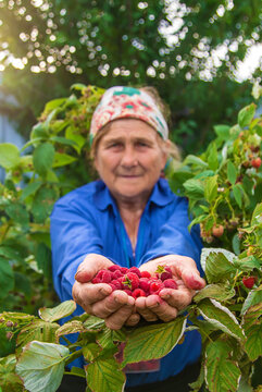 Grandmother harvests raspberries in the garden. Selective focus.