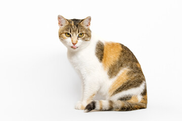 Three colored Calico cat is sitting in profile, looking at the camera, licking her lips on light gray background.