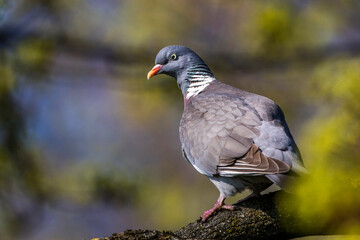 Ringeltaube (Columba palumbus)