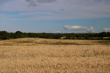 Fototapeta premium Farmland View with Wheat Field and Hay Bales