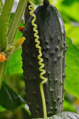 large green cucumber in the garden close up