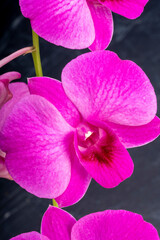 Pink orchid on black texture background, Blooming orchids on a black background.