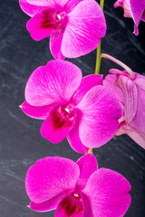 Pink orchid on black texture background, Blooming orchids on a black background.