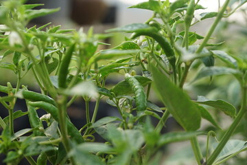 organic green chili, young chili, green pepper, fresh pepper. 