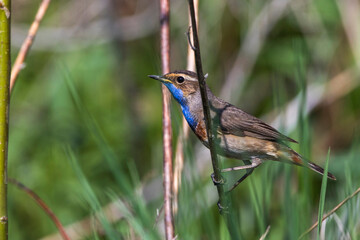 Weißsterniges Blaukehlchen (Luscinia svecica) Männchen