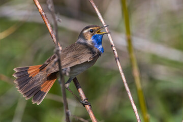 Weißsterniges Blaukehlchen (Luscinia svecica) Männchen