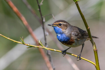 Weißsterniges Blaukehlchen (Luscinia svecica) Männchen