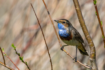 Weißsterniges Blaukehlchen (Luscinia svecica) Männchen