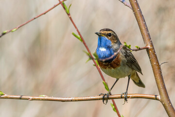 Weißsterniges Blaukehlchen (Luscinia svecica) Männchen