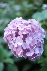Flower of blue white abstract background