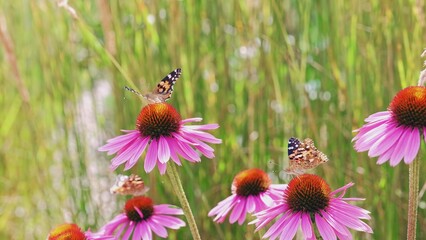Beautiful Vanessa Cardui Painted Lady Butterfly Insect Sitting on Echinacea purpurea Eastern Purple Coneflower Flower Drinking Nectar