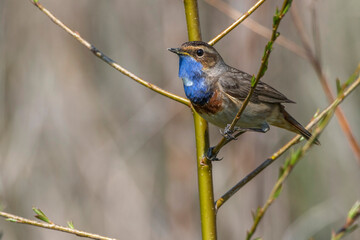 Blaukehlchen (Luscinia svecica) Männchen