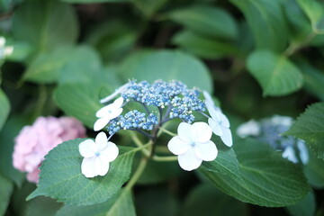 Flower of blue white abstract background