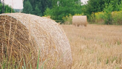 Big Hay Bale Rolls Left on Field after Harvest	
