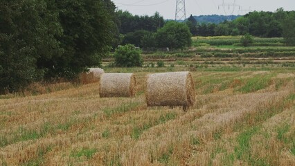 Big Hay Bale Rolls Left on Field after Harvest	
