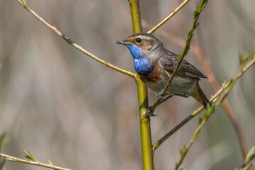 Wei&szlig;sterniges Blaukehlchen (Luscinia svecica) M&auml;nnchen
