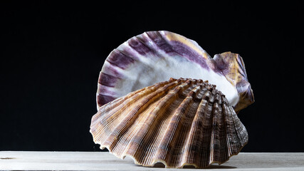Macro photo of sea shells