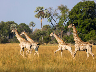 South African giraffe or Cape giraffe (Giraffa giraffa giraffa) herd. Okavango Delta. Botswana.