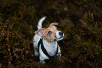 Jack Russell terrier dog is sitting in the grass and looking uphill, waiting for the command