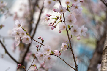 blossom