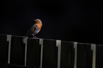 European robin (Erithacus rubecula) sitting on a fence, Scotland.