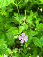 Géranium Herbe à Robert