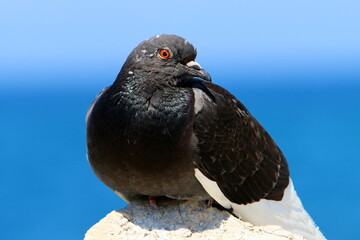 Wild pigeons in a city park in Israel.