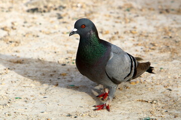 Wild pigeons in a city park in Israel.