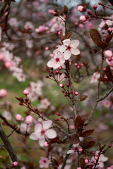 Spring pink flowers blossoms blooming apple tree