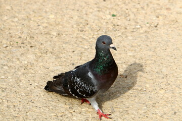 Wild pigeons in a city park in Israel.