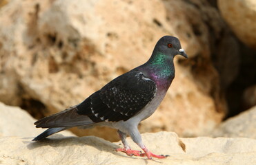 Wild pigeons in a city park in Israel.