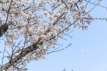 branches against sky