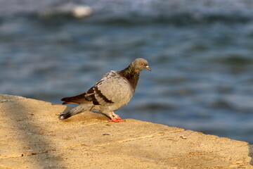Wild pigeons in a city park in Israel.