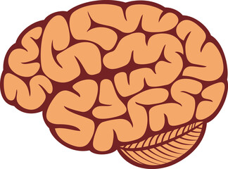 The human brain png illustration